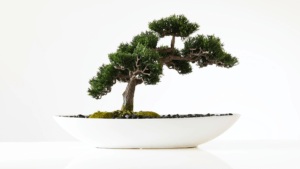 Multi-generatie Teams afbeelding bonsai